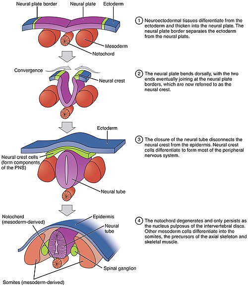 Neurulation and neural tube closure with neuropore locations