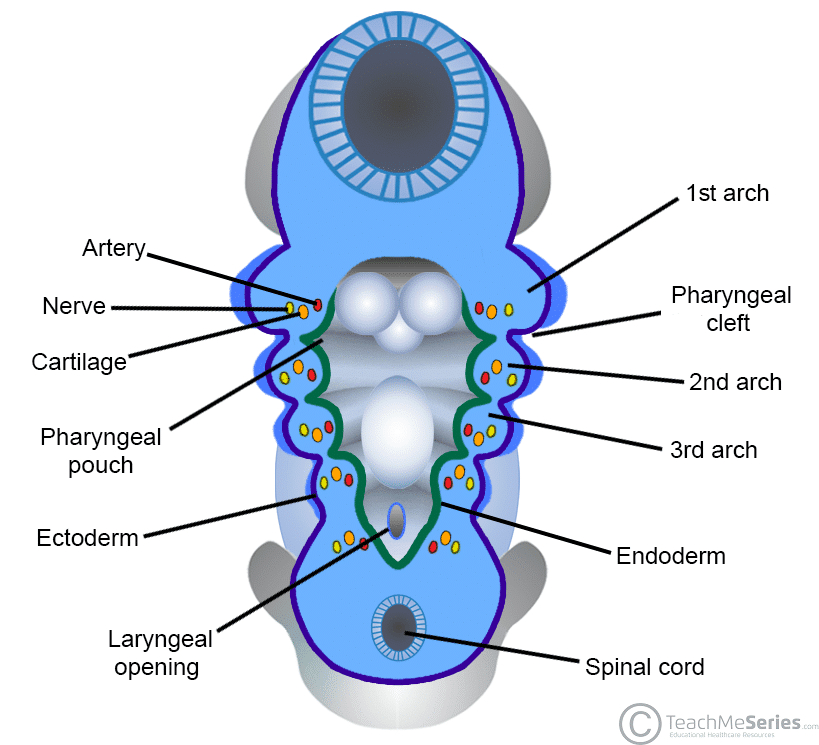Pharyngeal arches, pouches, and clefts overview