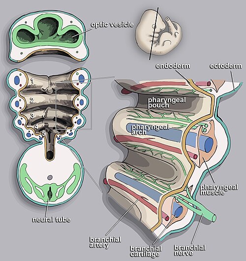Diagram of the pharyngeal arches showing their neural crest-derived structures and cranial nerve innervation