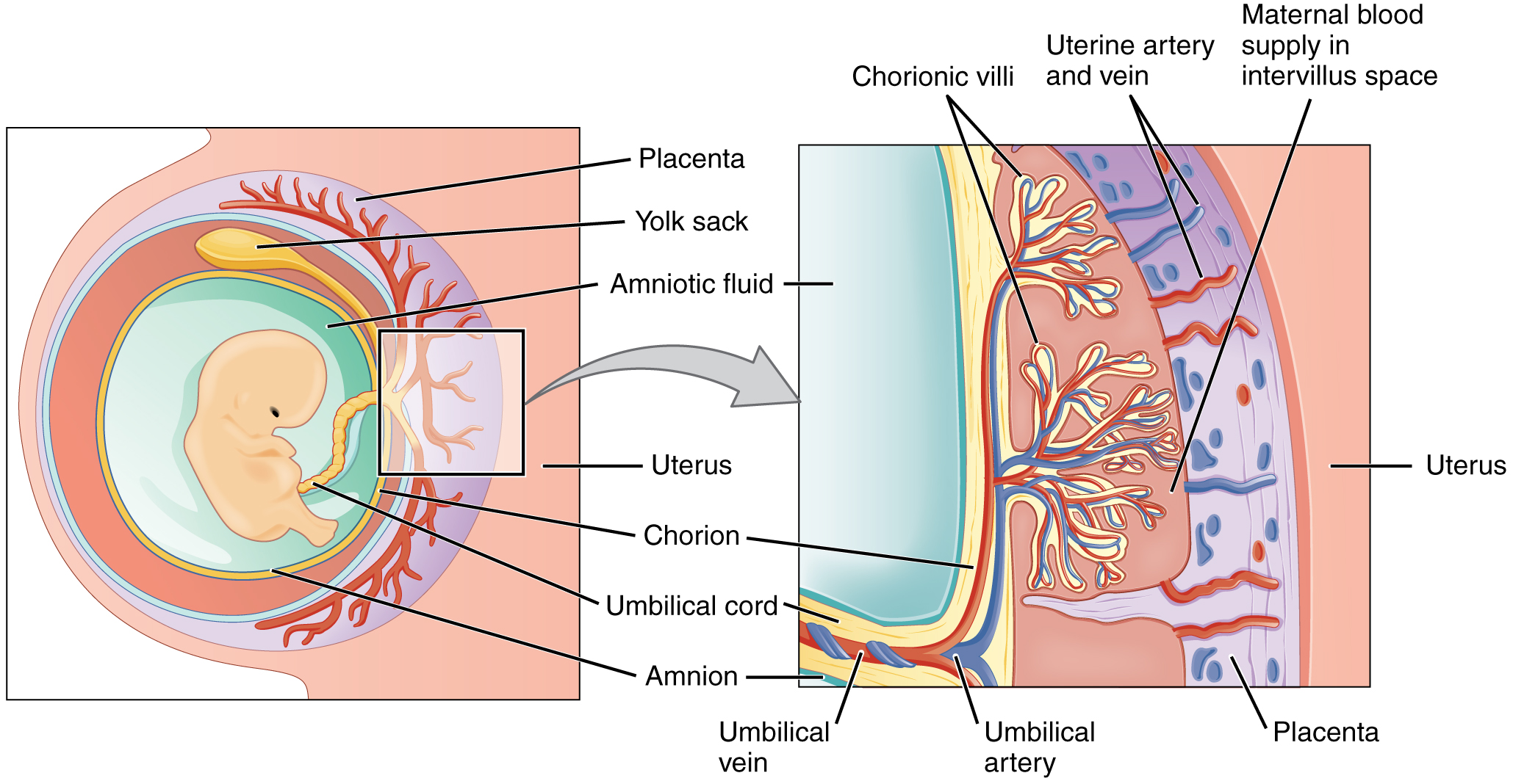 Cross-section of the placenta showing chorionic villi, intervillous space, and decidua basalis