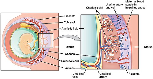 Placental structure showing fetal and maternal components