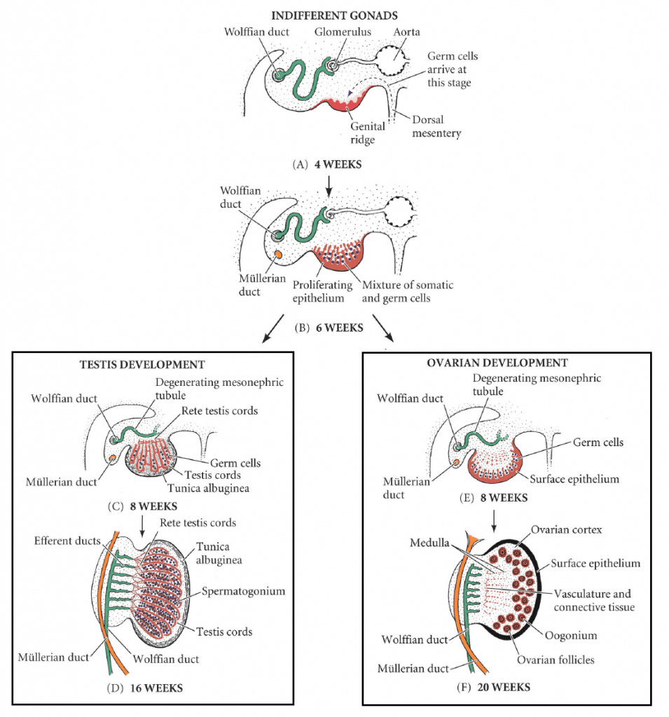 Sexual differentiation of gonads from indifferent gonad to testis or ovary