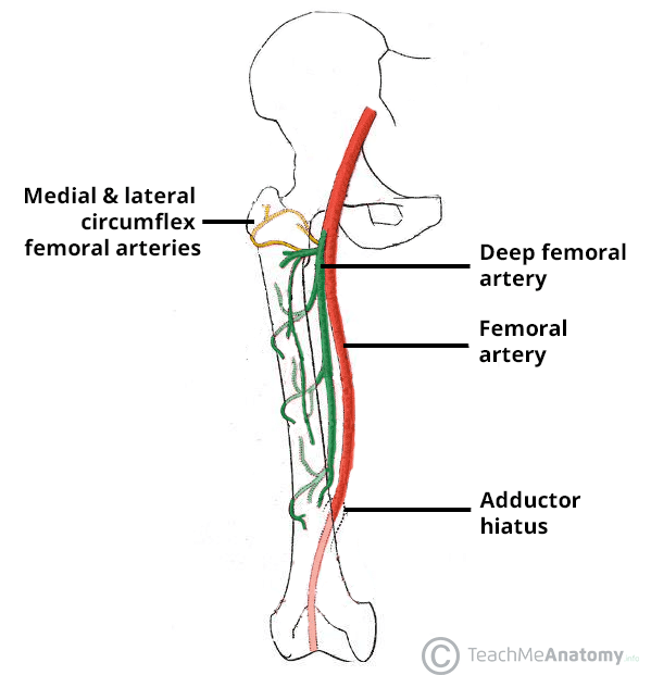 Overview of the arterial supply to the thigh showing the femoral artery and profunda femoris branches