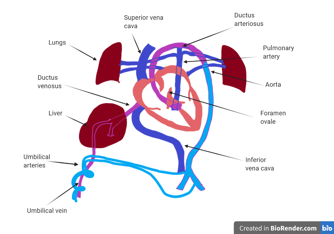Diagram of fetal heart circulation showing the three shunts: ductus venosus, foramen ovale, and ductus arteriosus