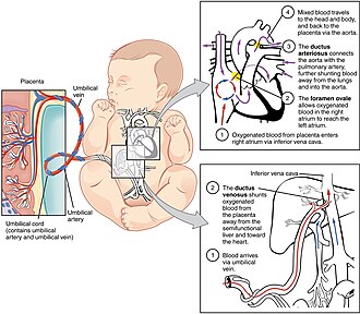 Fetal circulation showing three shunts: ductus venosus, foramen ovale, and ductus arteriosus