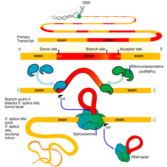 Alternative splicing producing different mRNA variants and protein isoforms from the same gene