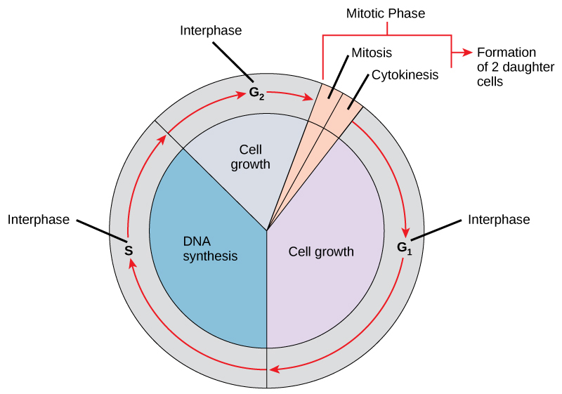 Cell cycle diagram showing G1, S, G2, and M phases with checkpoints and cyclin-CDK complexes