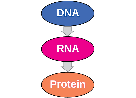 Central dogma of molecular biology showing flow from DNA to RNA to protein