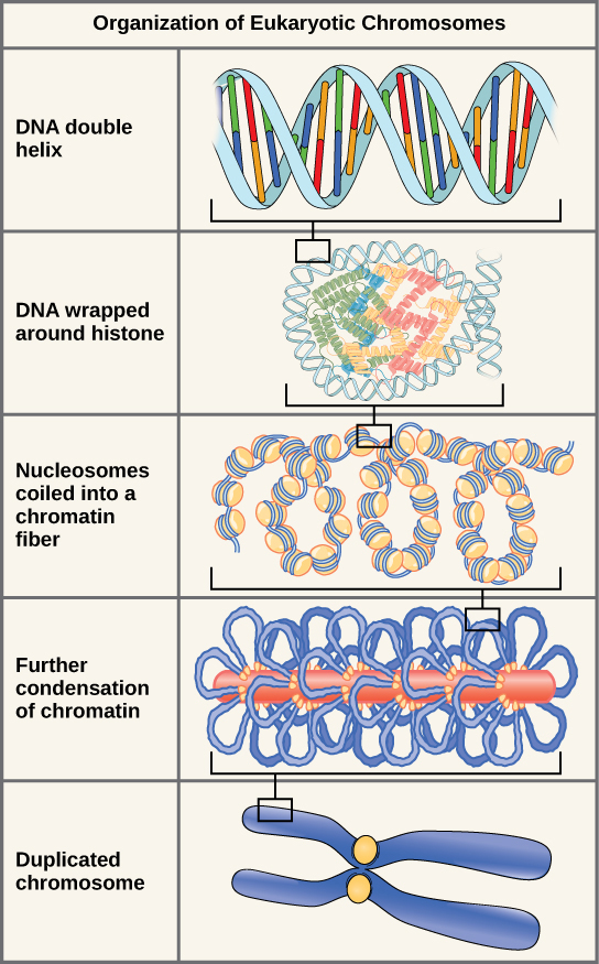 Hierarchical organization of DNA from double helix through nucleosomes, 30nm fiber, chromatin loops, to metaphase chromosome