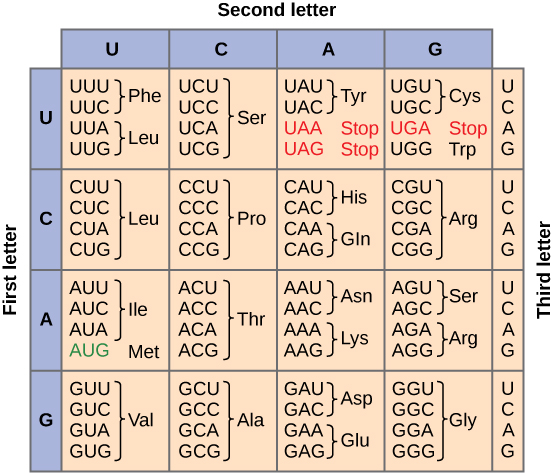 Complete codon table showing all 64 codons with their corresponding amino acids, start codon, and stop codons