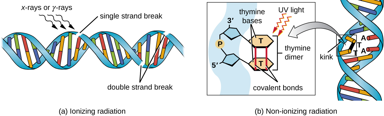 DNA damage caused by ionizing radiation creating double-strand breaks and UV radiation causing thymine dimers