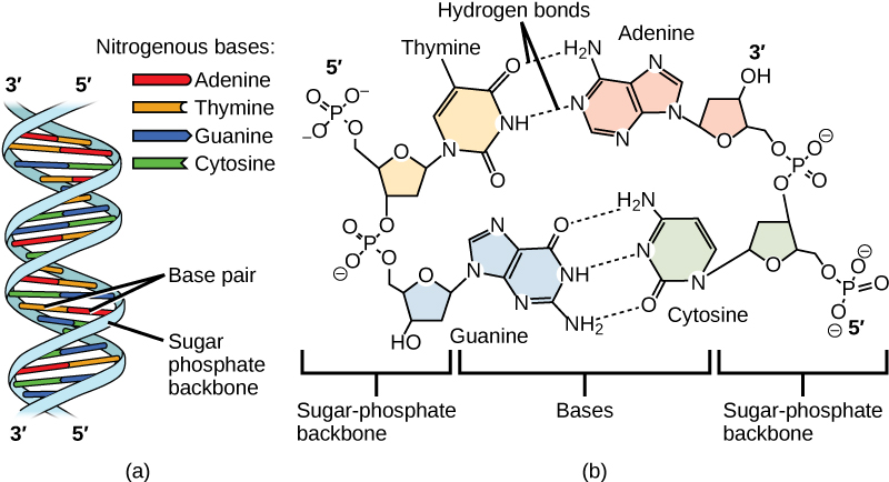 DNA double helix showing base pairing between adenine-thymine and guanine-cytosine with hydrogen bonds