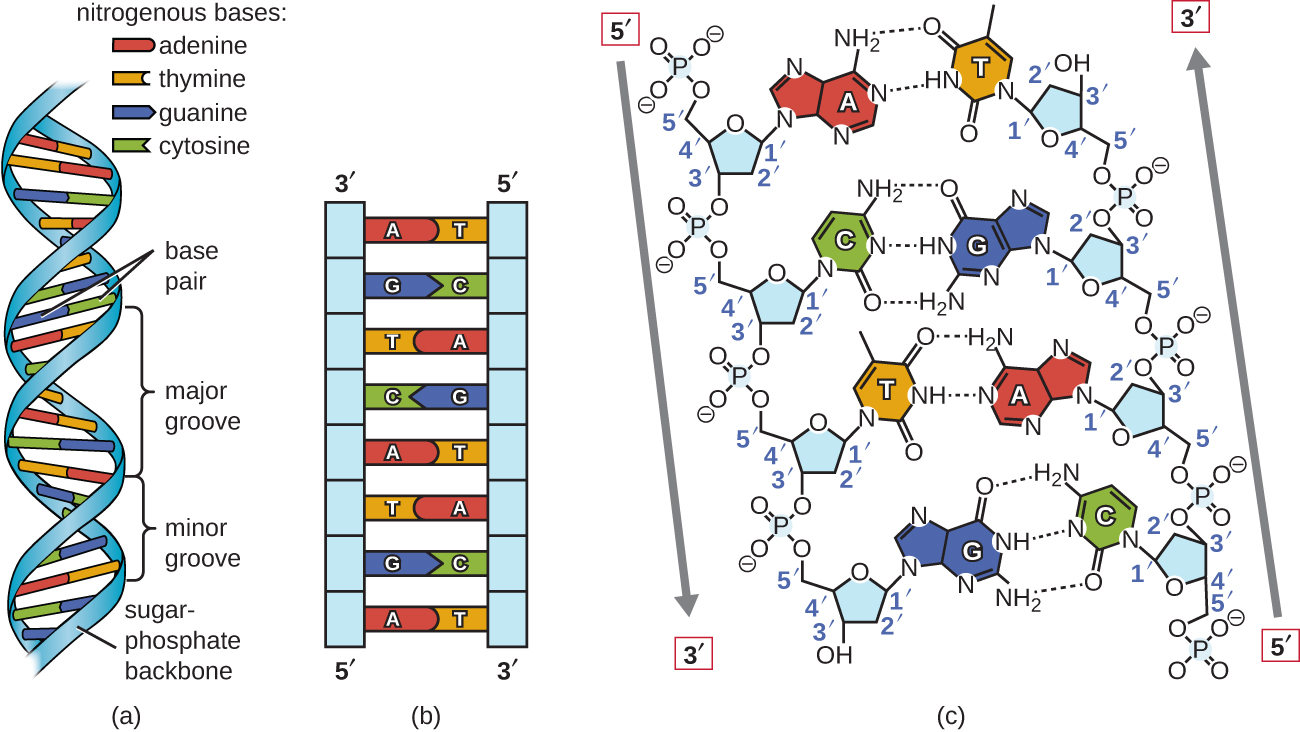DNA double helix showing major and minor grooves with structural measurements