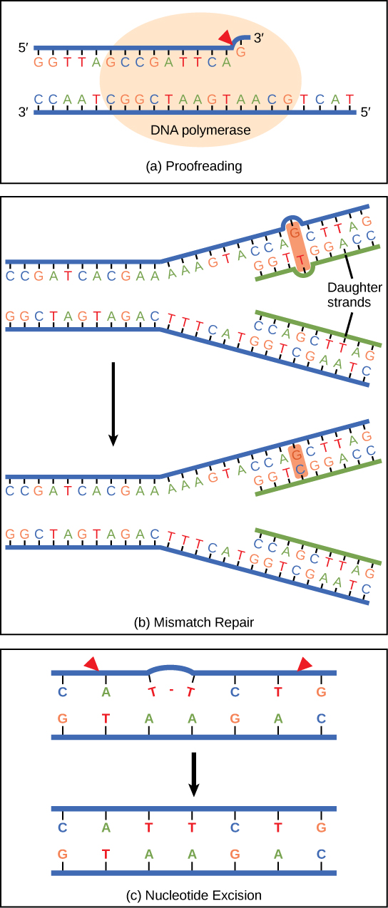 Three DNA repair mechanisms: proofreading by DNA polymerase, mismatch repair, and nucleotide excision repair