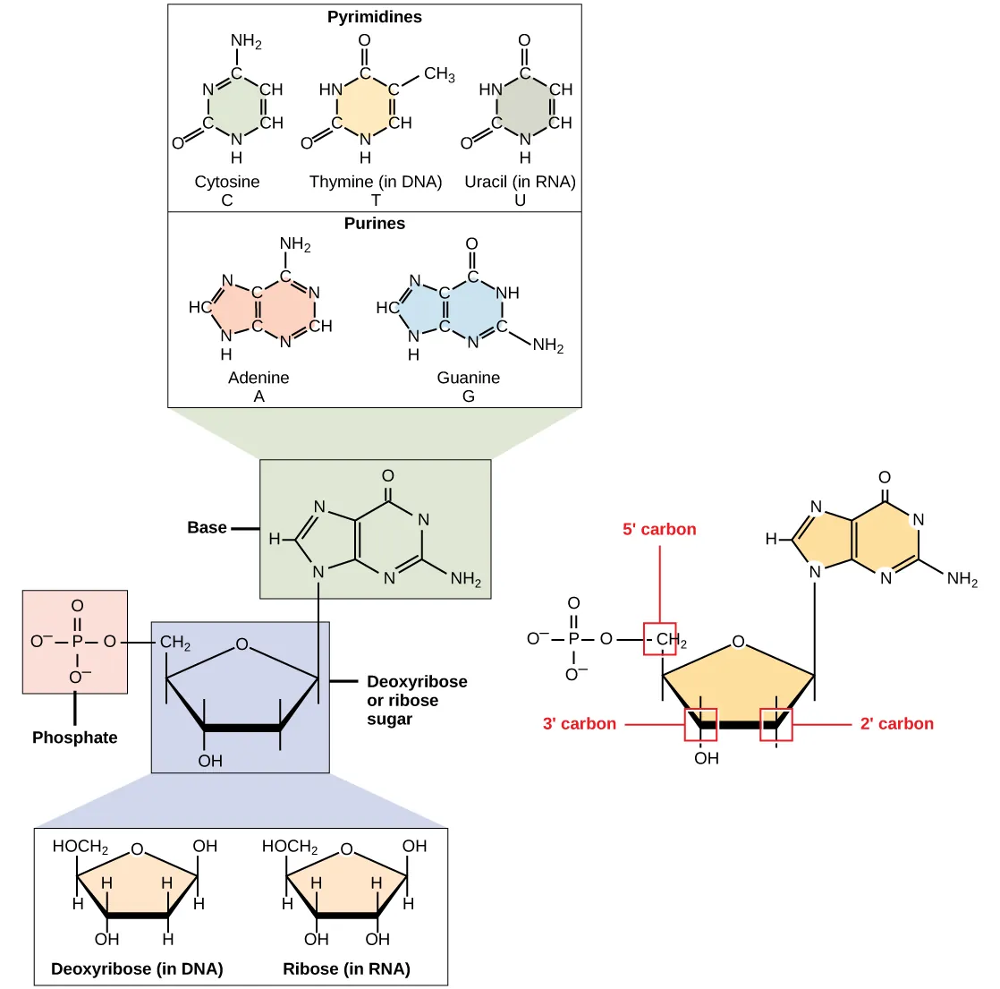 Overview of DNA double helix structure showing sugar-phosphate backbone, base pairs, and antiparallel strands
