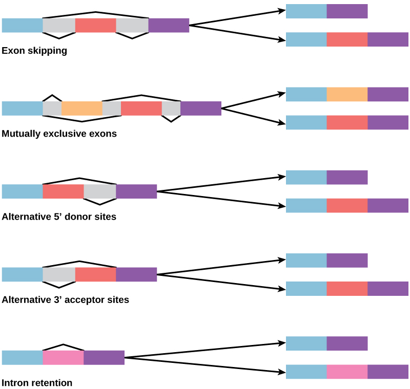 Epigenetic regulation mechanisms including DNA methylation and histone modification