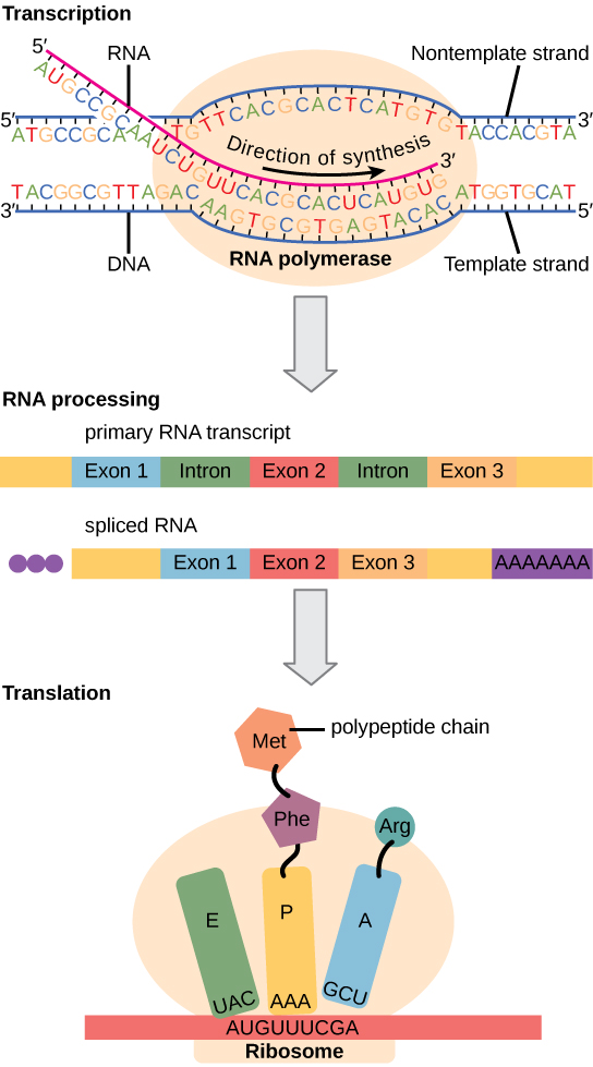 Multiple levels of gene expression regulation from chromatin remodeling to post-translational modification