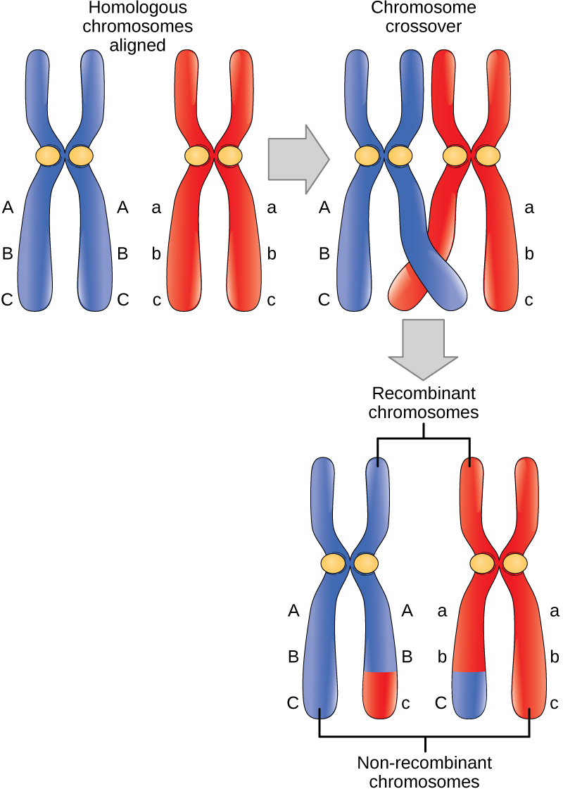 Crossing over during meiosis showing exchange of genetic material between homologous chromosomes
