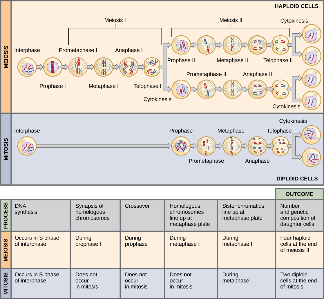 Side-by-side comparison of mitosis and meiosis showing chromosome behavior in each division