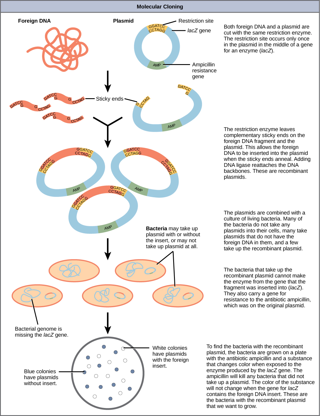 Steps of molecular cloning showing plasmid cutting, gene insertion, bacterial transformation, and selection