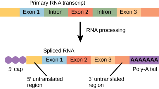 Pre-mRNA processing showing 5-prime capping, 3-prime polyadenylation, and intron splicing to produce mature mRNA