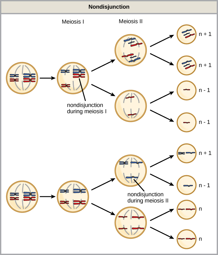 Nondisjunction during meiosis I and meiosis II showing resulting gametes with abnormal chromosome numbers