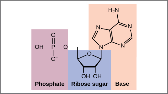 Structure of a nucleotide showing phosphate group, deoxyribose sugar, and nitrogenous base