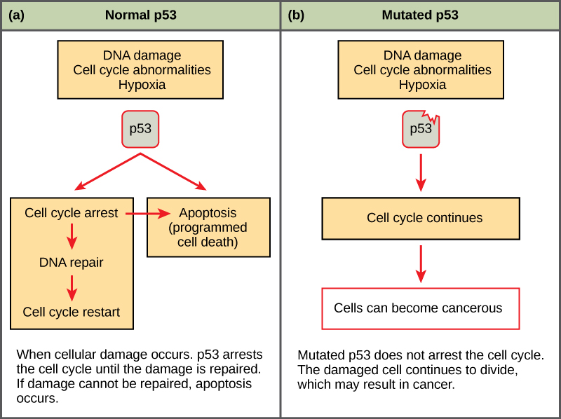 p53 tumor suppressor function showing normal p53 arresting cell cycle versus mutant p53 allowing uncontrolled division
