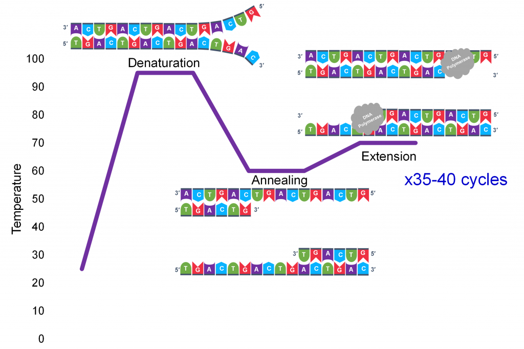 Three temperature steps of PCR: denaturation, annealing, and extension with DNA polymerase