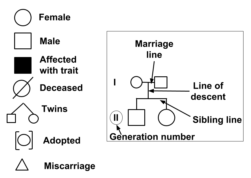 Standard pedigree symbols and notation for genetic family studies