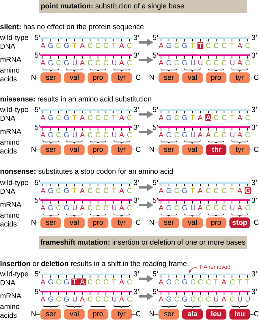 Types of point mutations showing silent, missense, nonsense, and frameshift mutations with their effects on protein sequence