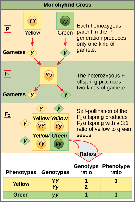 Punnett square showing monohybrid cross between two heterozygous parents with 1:2:1 genotype ratio