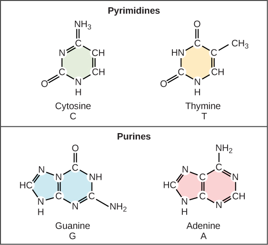 Chemical structures of purines (adenine, guanine) and pyrimidines (cytosine, thymine, uracil)