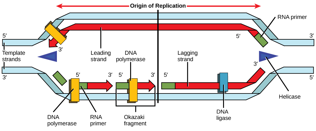 DNA replication fork showing helicase unwinding DNA, leading strand continuous synthesis, and lagging strand Okazaki fragments