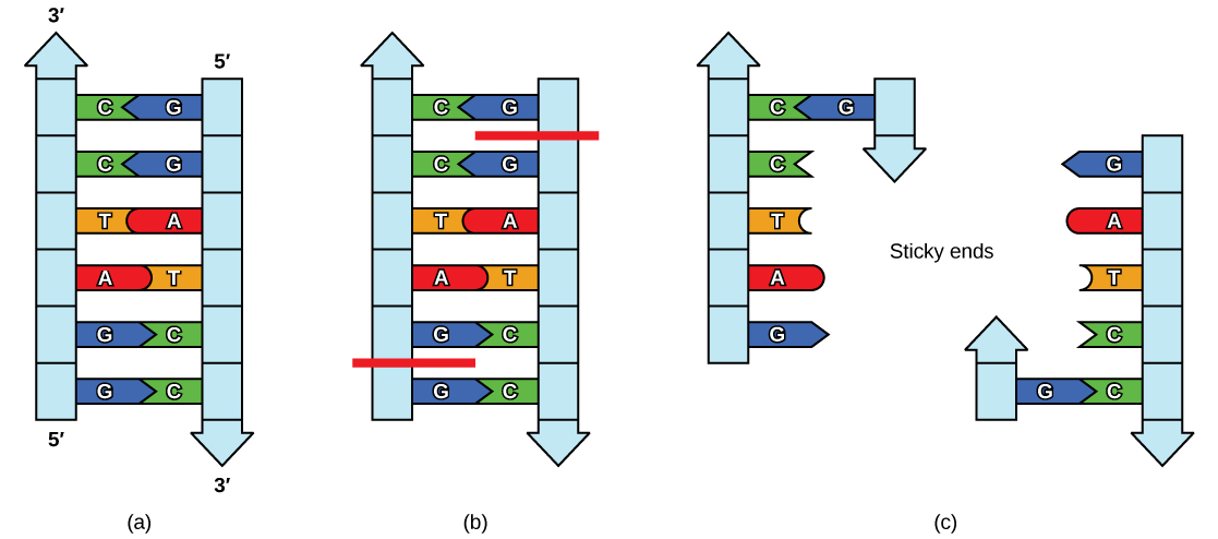 Restriction enzyme cutting DNA at palindromic recognition site producing sticky ends