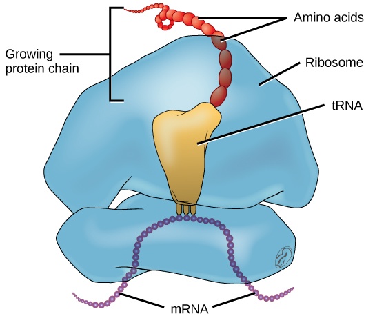 Ribosome translating mRNA with tRNA molecules carrying amino acids to build polypeptide chain