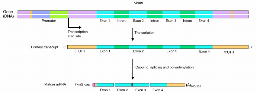 RNA splicing mechanism showing spliceosome removing introns and joining exons