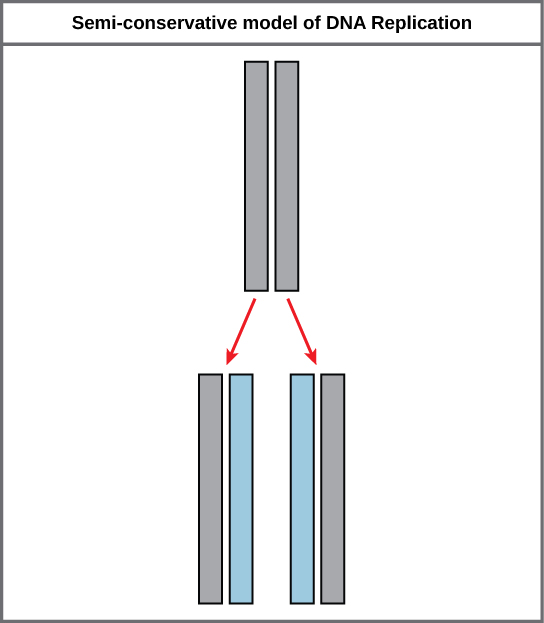 Semiconservative DNA replication showing each new double helix containing one original and one new strand