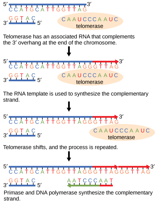Telomerase extending chromosome ends by adding TTAGGG repeats using its RNA template
