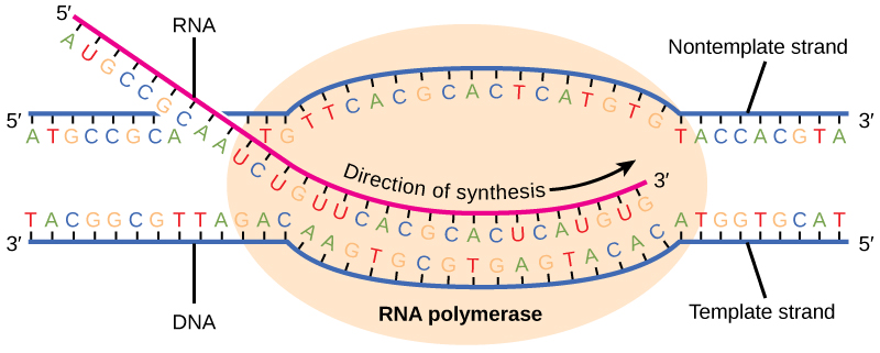 RNA polymerase moving along DNA template strand synthesizing mRNA in 5-prime to 3-prime direction