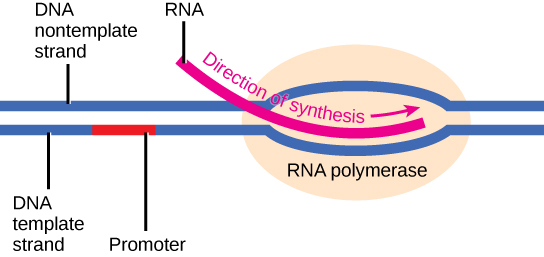 Transcription initiation showing RNA polymerase binding to promoter and forming transcription bubble