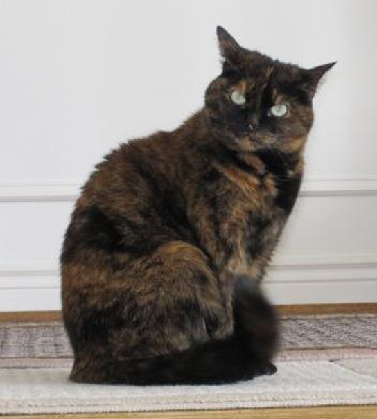Calico cat demonstrating X-inactivation with patches of different colored fur