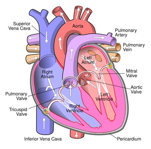 Anterior view of the heart showing the four chambers, four valves, great vessels, and direction of blood flow