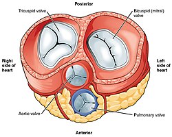 Diagram showing the four heart valves and their auscultation areas on the anterior chest wall