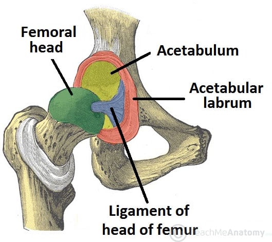 Bony surfaces of the hip joint showing the head of the femur articulating with the acetabulum