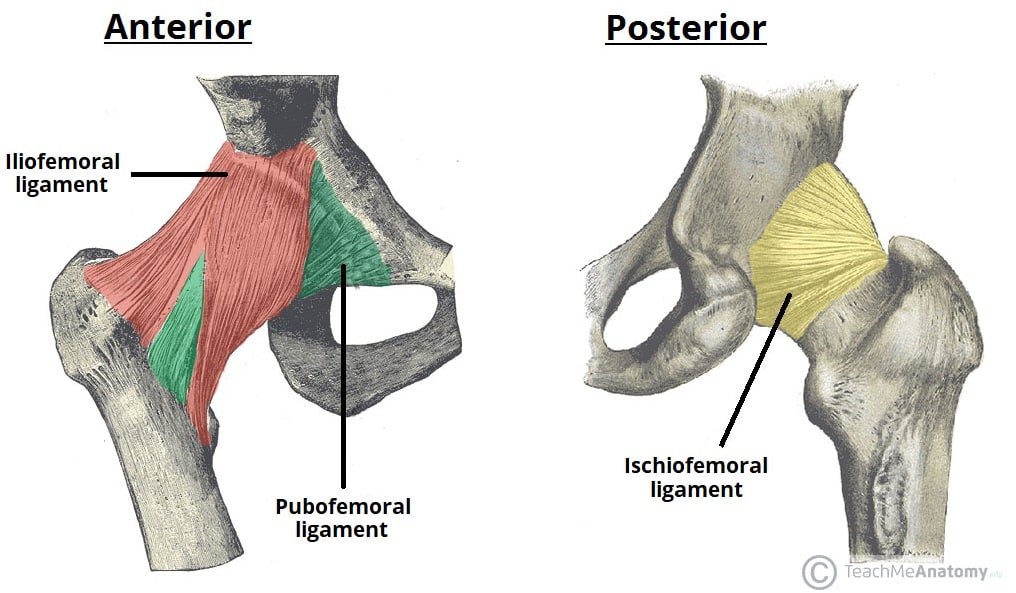 Extracapsular ligaments of the hip joint including the iliofemoral, pubofemoral, and ischiofemoral ligaments