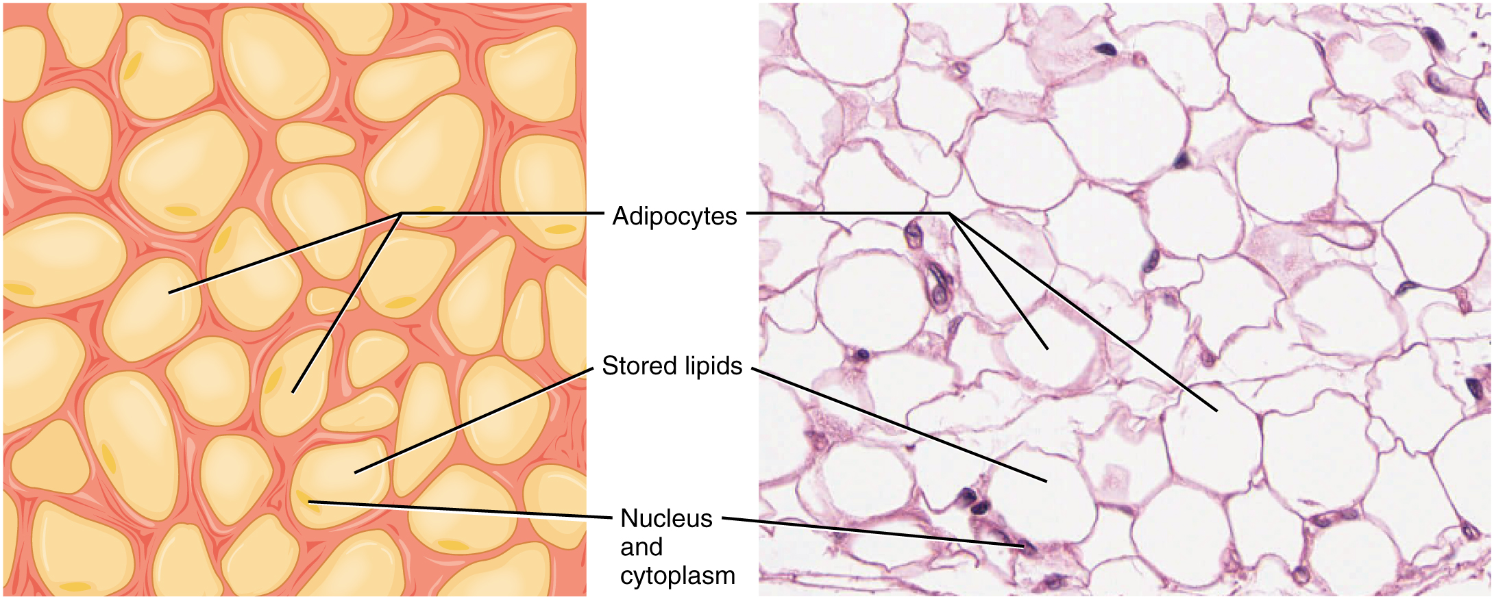 White adipose tissue histology showing signet-ring adipocytes