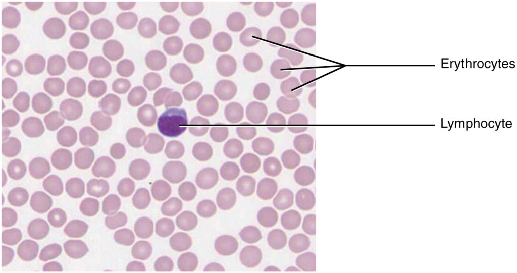 Peripheral blood smear showing erythrocytes, neutrophils, lymphocytes, and platelets