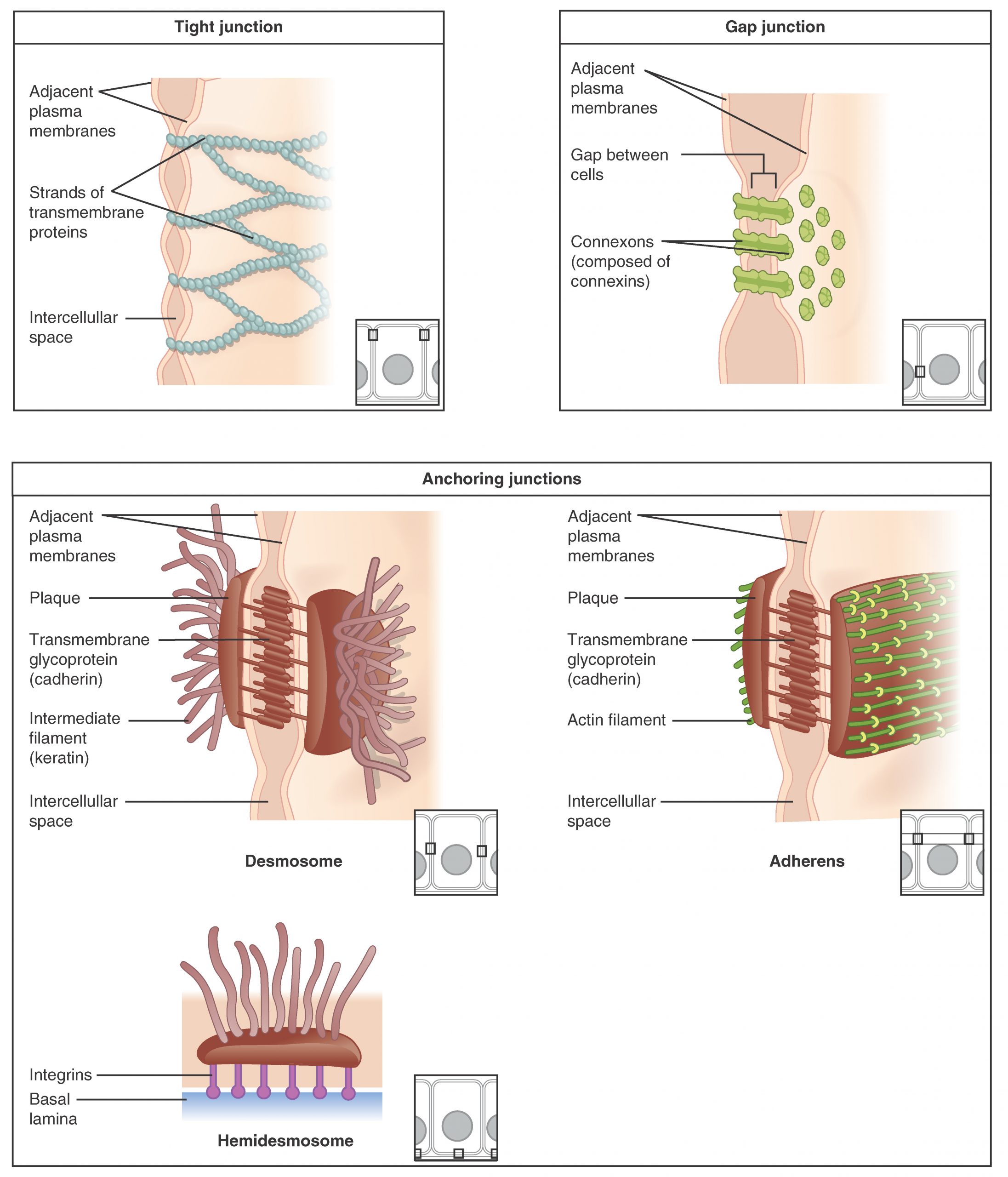 Epithelial cell junctions including tight junctions, adherens junctions, desmosomes, gap junctions, and hemidesmosomes