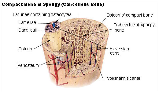 Compact and spongy bone histology showing osteons and trabeculae